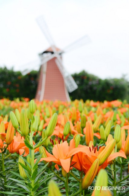 Focus on the flowers in the foreground and use the windmills in the background as a backdrop. The shallow depth of field can highlight the subject.